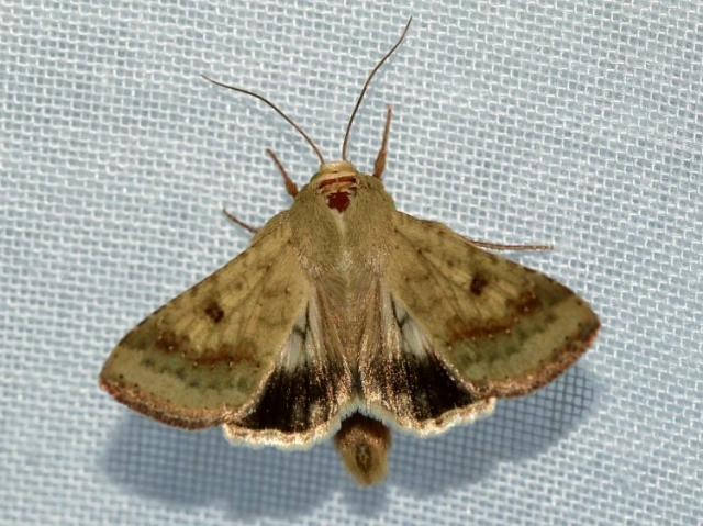 Černopáska bavlníková